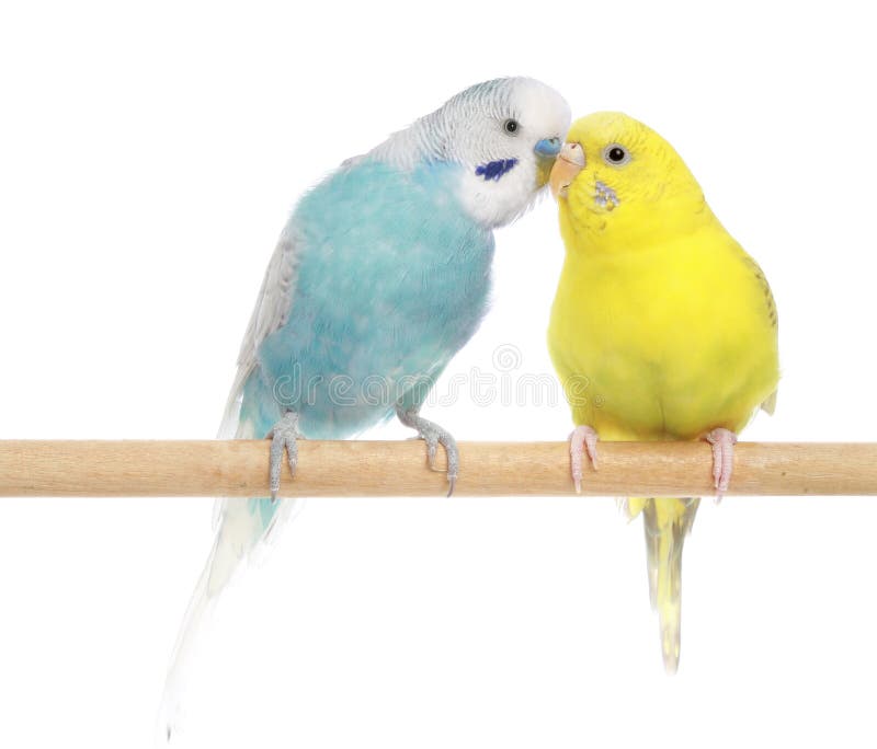 Pair of budgerigars, isolated on white background. Pair of budgerigars, isolated on white background