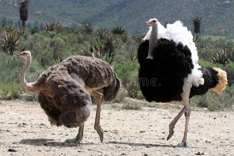 Handsome male ostrich with beautiful feathers displaying to it's mate. Handsome male ostrich with beautiful feathers displaying to it's mate