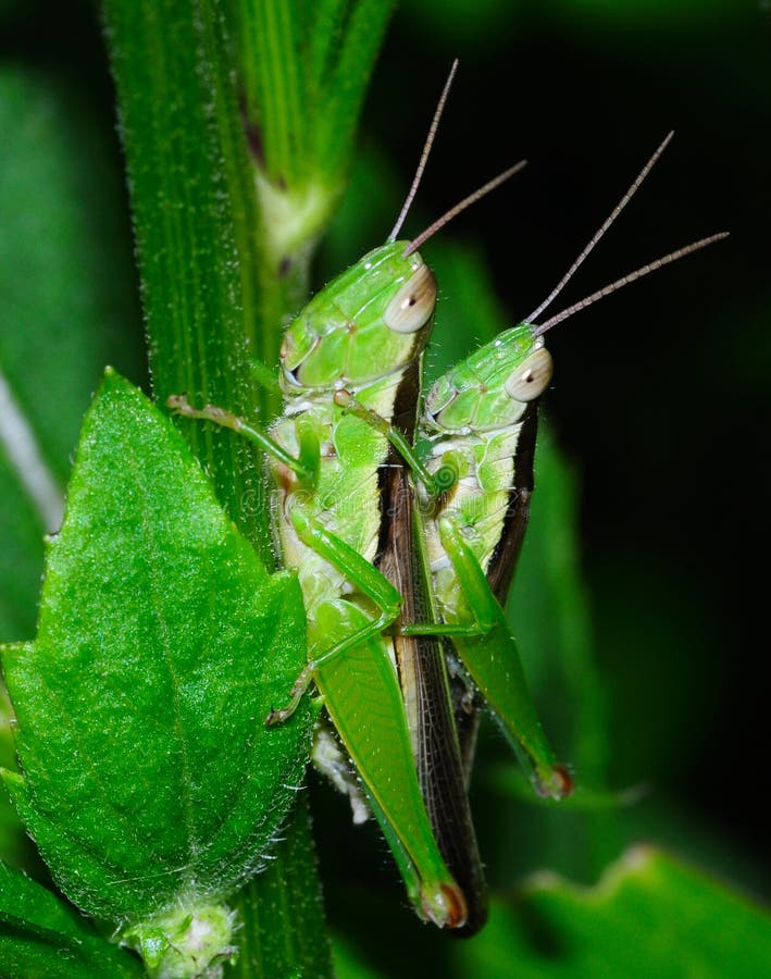 5 Pezzi Di Ricambio Per Tubo Flessibile Del Carburante, Filtro Del - Foto 8