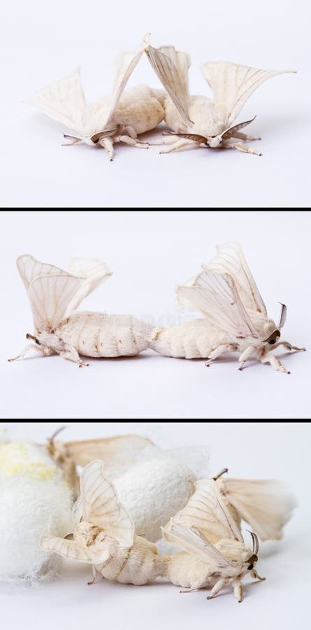 Two silkworm moths mating collection in white background. Two silkworm moths mating collection in white background.