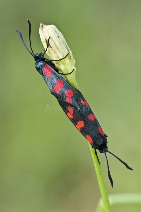 Mating of Burnet moths (Zygaena sp.). Mating of Burnet moths (Zygaena sp.)