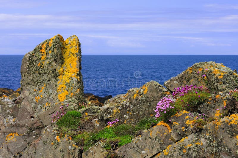 Accroissement de lichen et d'épargne, roches côtières