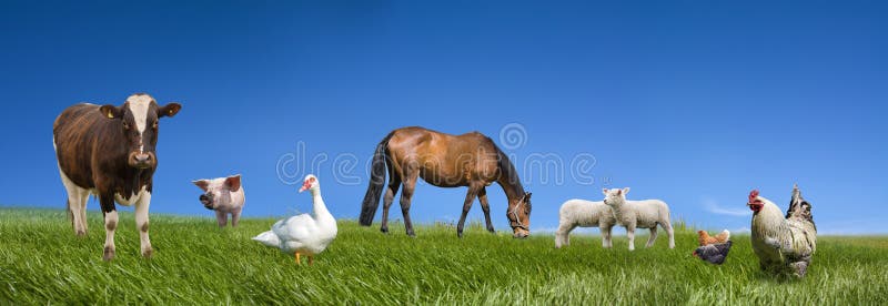 Accumulazione degli animali da allevamento fotografie stock libere da diritti Accumulazione degli animali da allevamento fotografie stock libere da diritti
