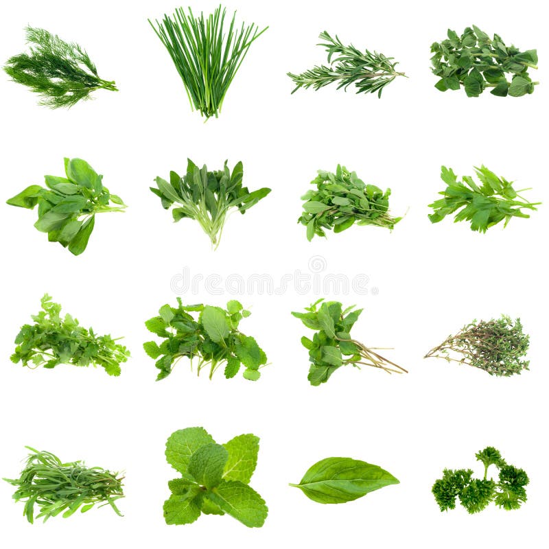 Accumulazione delle erbe immagini stock Accumulazione delle erbe immagini stock