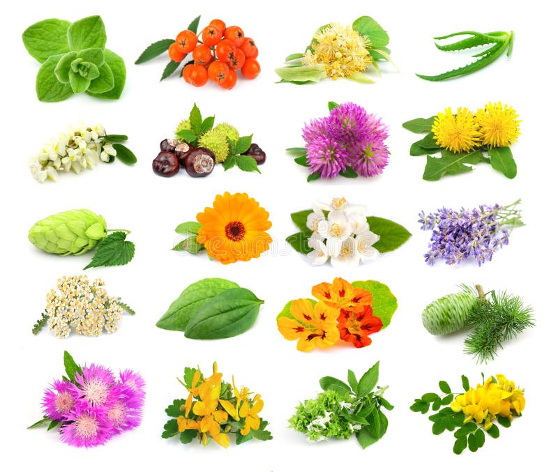 Accumulazione delle erbe e dei fiori fotografia stock libera da diritti Accumulazione delle erbe e dei fiori fotografia stock libera da diritti