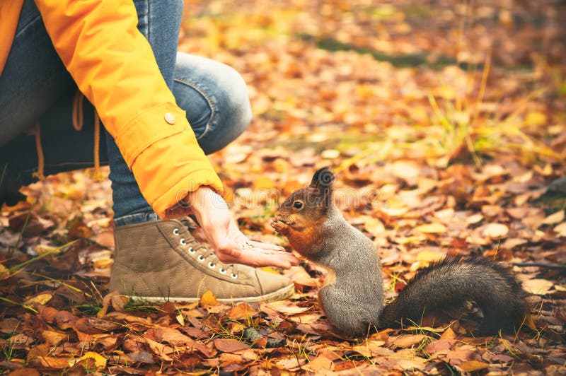 Accumulez manger des écrous de main de femme et de feuilles d'automne sur la nature sauvage de fond photographie stock libre de droits Accumulez manger des écrous de main de femme et de feuilles d'automne sur la nature sauvage de fond photographie stock libre de droits