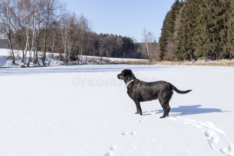 Accumulez sous la neige pendant l'hiver et chez le chien noir images stock Accumulez sous la neige pendant l'hiver et chez le chien noir images stock