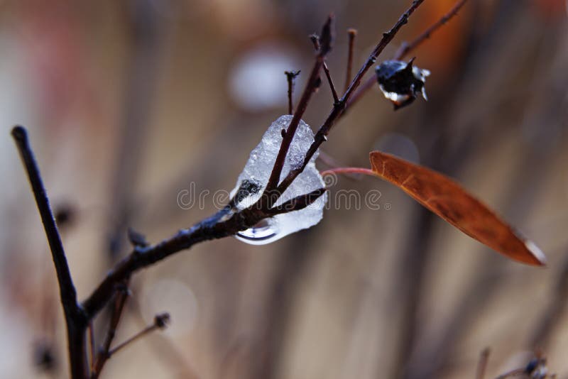 An accumulation of ice on a small branch with a leaf remaining at Roback. An accumulation of ice on a small branch with a leaf remaining at Roback