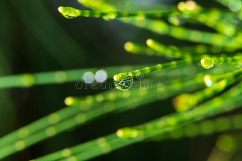 Ace australiene de pin pentru casuarina equisetifolia cu dispozitiv de îndepărtare a frunzelor în Florida Statele Unite ale Americ stock photography