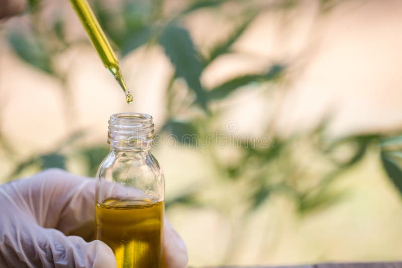 Aceite de cáñamo , Botella de la tenencia de la mano de aceite del cáñamo contra la planta de marijuana, pipeta del aceite de CBD imagenes de archivo Aceite de cáñamo , Botella de la tenencia de la mano de aceite del cáñamo contra la planta de marijuana, pipeta del aceite de CBD imagenes de archivo