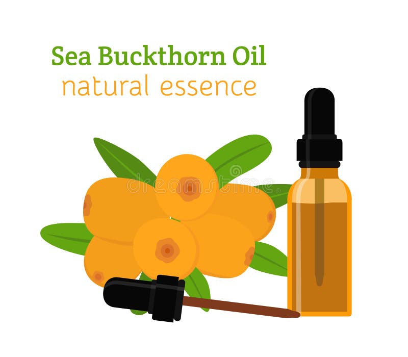 Aceite natural del espino cerval de mar Aceite esencial, cosméticos, balneario, aromatherapy ilustración del vector Aceite natural del espino cerval de mar Aceite esencial, cosméticos, balneario, aromatherapy ilustración del vector