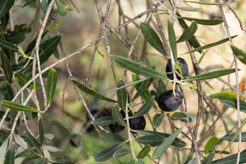 Aceituna negra en un árbol imagenes de archivo
