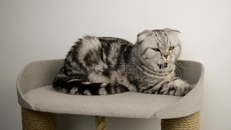 Aceitunas de gatitos escoceses, de color gris claro Un animal cansado yace en una casa de gatos de juguete almacen de metraje de vídeo