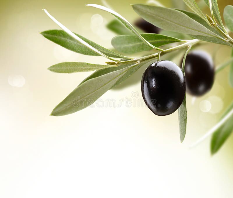 Aceitunas maduras en un árbol Aceitunas maduras en un árbol