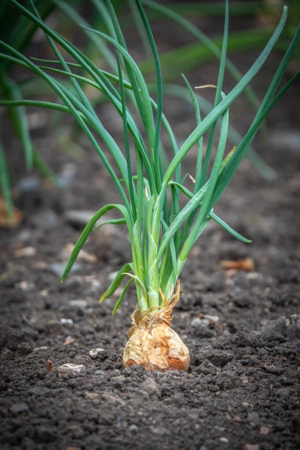 Shallot, Cebola é Um Vegetal E Especiaria Para Cozinhar Na Cozinha Imagem  de Stock - Imagem de cebola, cozinha: 165733177