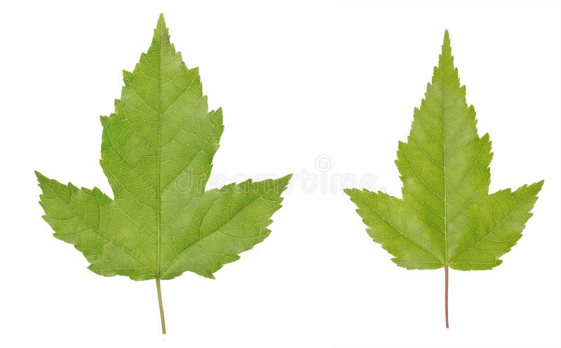 Acer ginnala eller Amur lönnlöv som isoleras på vit bakgrund arkivbild