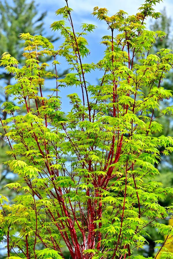 Acer palmatum 'Sango Kaku', a vibrant coral Japanese maple tree royalty free stock images