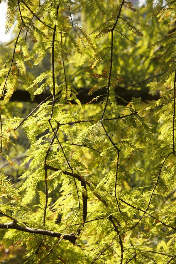Acer palmatum Thunb Blätter in Sonnenlicht Die Pflanze wächst natürlich in Japan, Korea und China lizenzfreie stockfotos Acer palmatum Thunb Blätter in Sonnenlicht Die Pflanze wächst natürlich in Japan, Korea und China lizenzfreie stockfotos