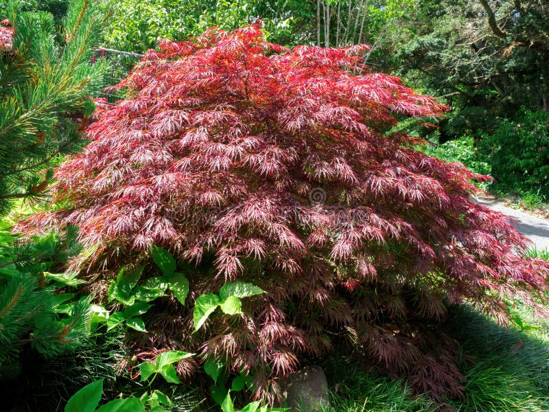 Acer palmatum var. dissectum Crimson Queen tree