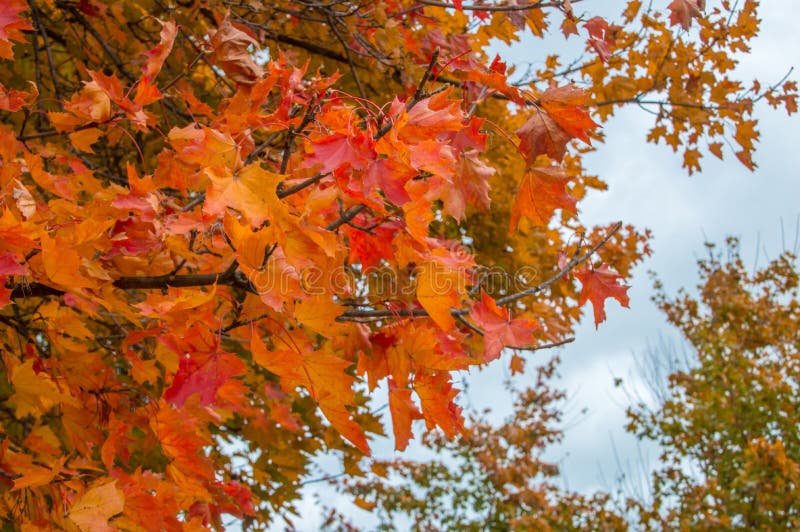 Acer platanoides leaf in autumn colour.