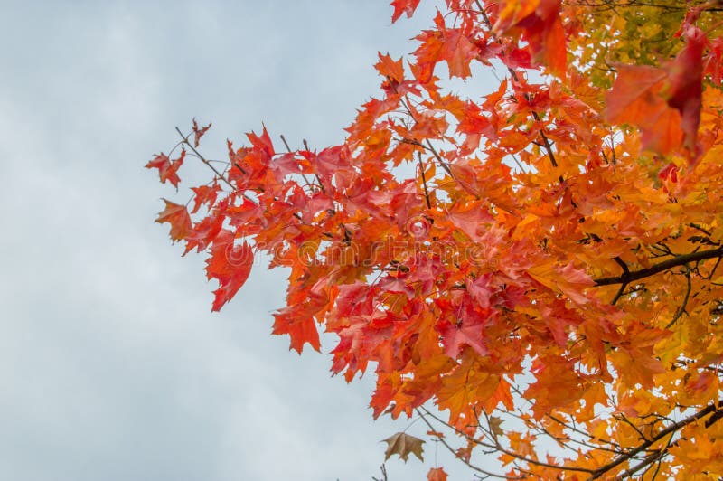 Acer platanoides leaf in autumn colour.