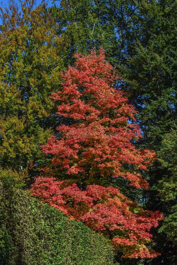 Acer-rubrum in de herfst stock fotografie Acer-rubrum in de herfst stock fotografie