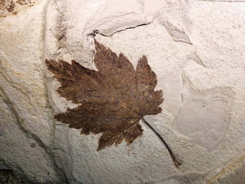 Acer Subukurunduense, Fossil Leaves in Stone. Stock Image - Image of  sedimentary, physical: 188176843