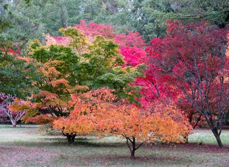 Acer trees in a blaze of autumn colour, photographed at Westonbirt Arboretum, Gloucestershire, UK in October 2020.