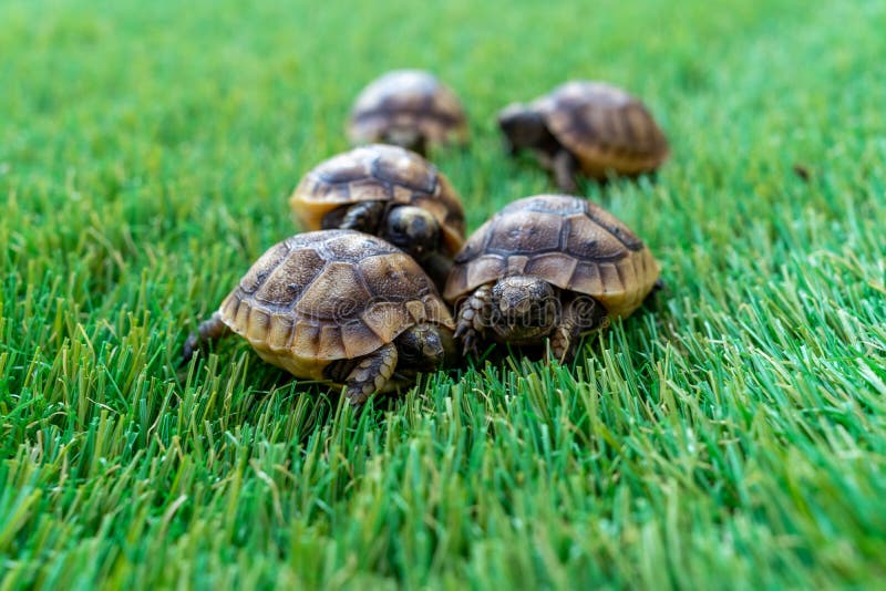 Acercamiento de cinco jóvenes tortugas hermanas en una hierba sintética imagenes de archivo