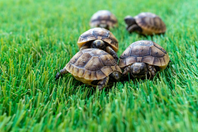 Acercamiento de cinco jóvenes tortugas hermanas en una hierba sintética imágenes de archivo libres de regalías