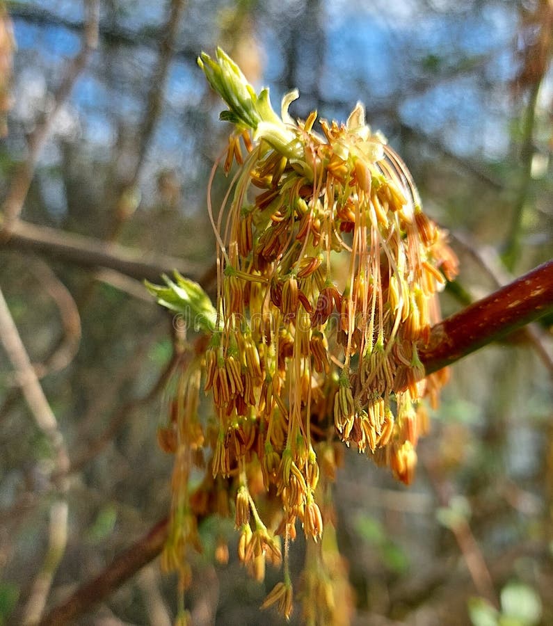 Acero negundo-blomningsgrenen i vårblomningen arkivbilder