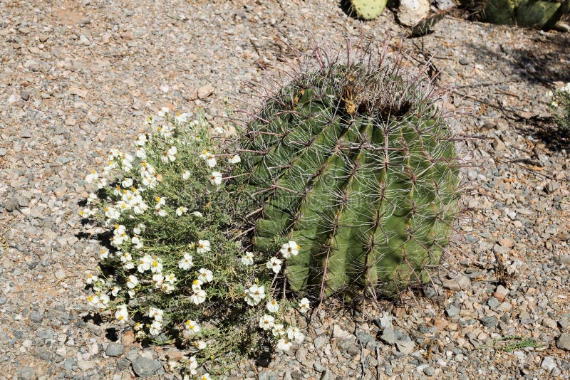 Acerosa di fioritura di zinnia (zinnia del deserto) accanto all'amo Barr