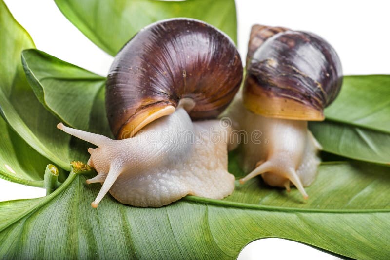 Achatina snail Lissachatina fulica pet animal