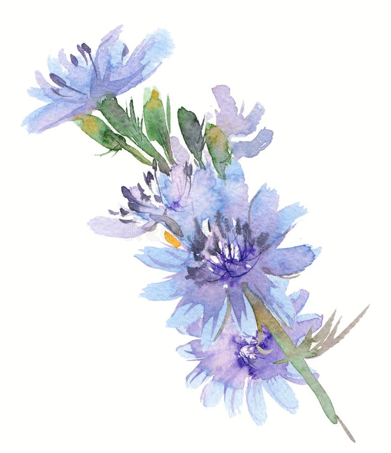achicoria libre illustration achicoria libre illustration
