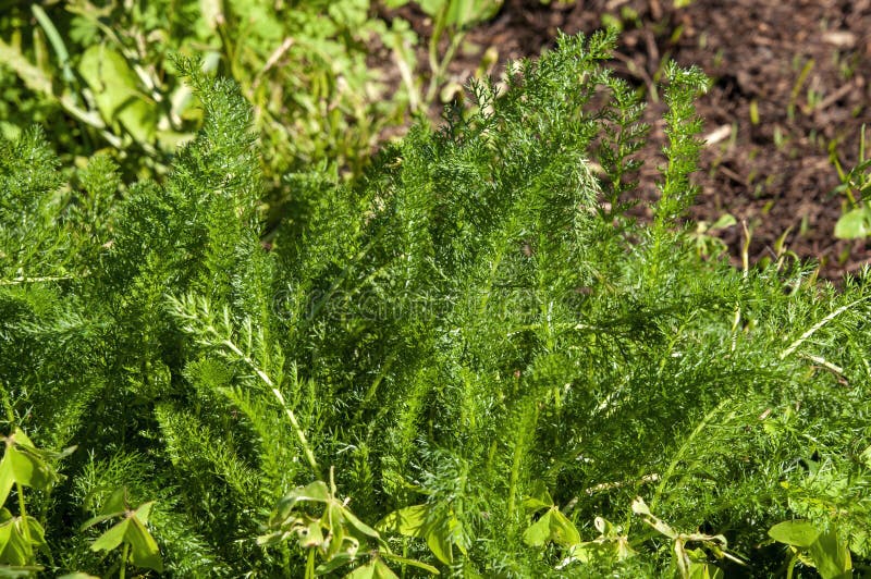 Green Feathery Leaves of a Achillea Millefolium or Yarrow Plant in ...