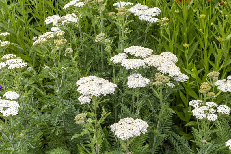 Achillea Millefolium or Common Yarrow Stock Image - Image of beautiful ...