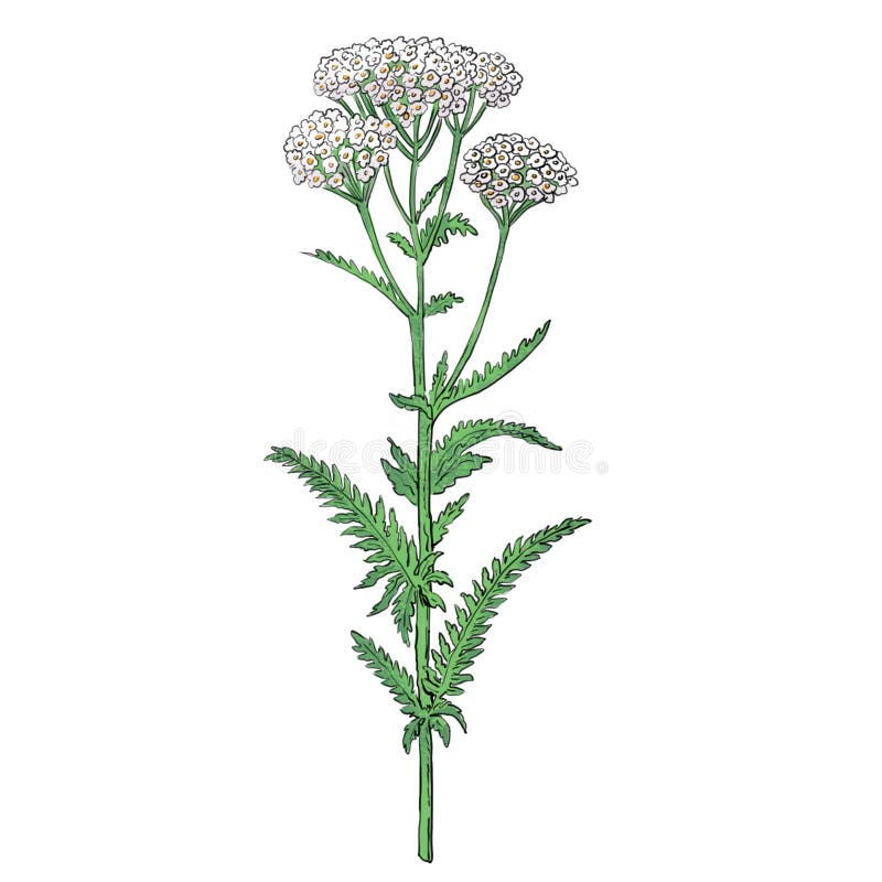 Yarrow Aka Achillea Millefolium Sketch On Vintage Paper Background ...