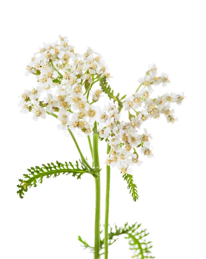 3+ Achillea millefolium Free Stock Photos - StockFreeImages