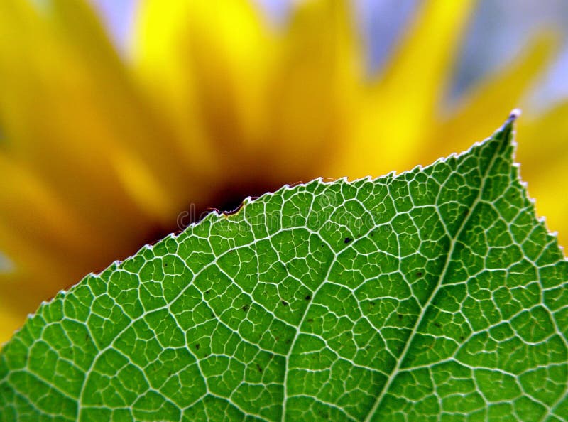Achter het blad Achter het blad