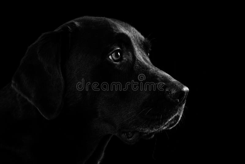 Achter mening van een puppyhond op een grijze achtergrond royalty-vrije stock foto's Achter mening van een puppyhond op een grijze achtergrond royalty-vrije stock foto's