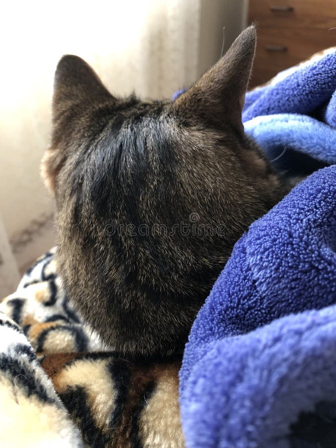 Achterdiehoofd van mannelijke kat wordt geschoten stock foto Achterdiehoofd van mannelijke kat wordt geschoten stock foto