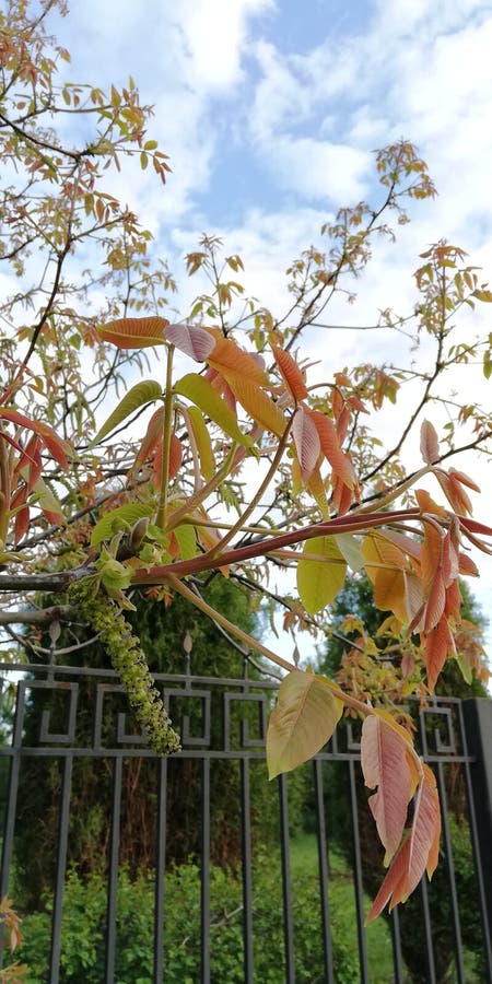Achtergrond De groene en rode bladeren van okkernoot tegen de blauwe hemel, de witte wolken en het net van een park schermen stock afbeeldingen Achtergrond De groene en rode bladeren van okkernoot tegen de blauwe hemel, de witte wolken en het net van een park schermen stock afbeeldingen
