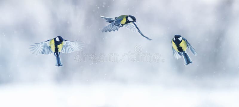 Achtergrond met een groep kleine vogels Tits vliegt in de feestelijke wintertuin van het nieuwe jaar tijdens de sneeuwval stock afbeeldingen Achtergrond met een groep kleine vogels Tits vliegt in de feestelijke wintertuin van het nieuwe jaar tijdens de sneeuwval stock afbeeldingen