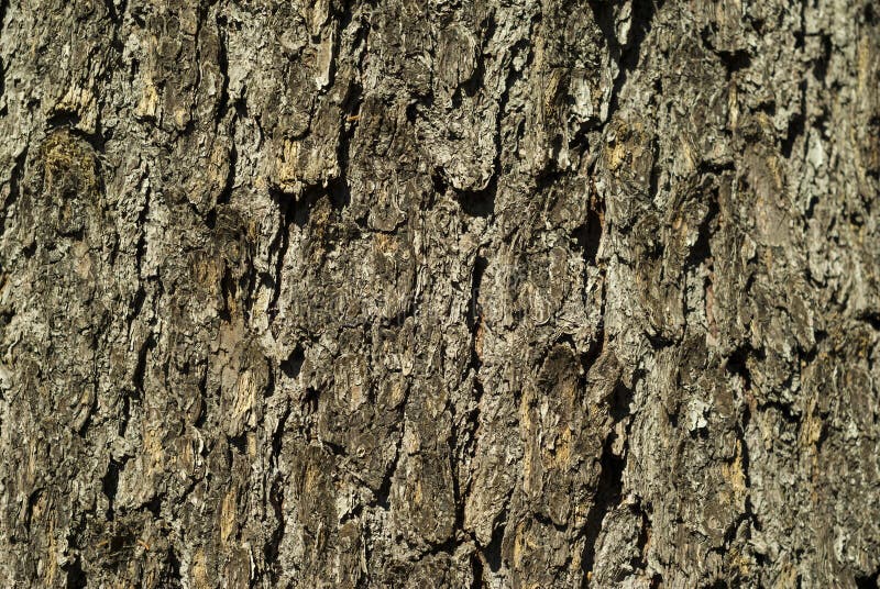 Achtergrond, textuur - grijze, ruwe sparrenbast royalty-vrije stock afbeeldingen