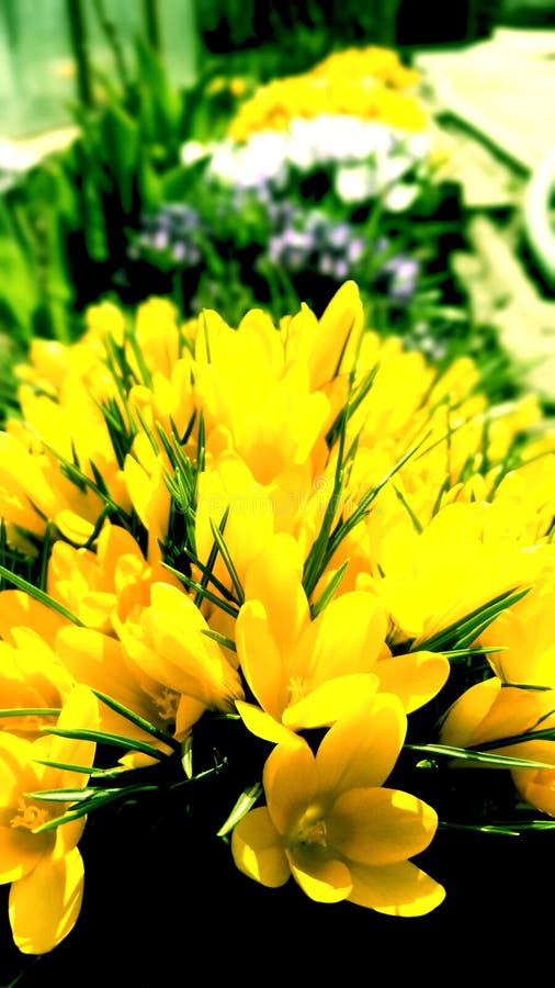 Achtergrond Uw Telefoon De Bloemen Van De Lente Van De Krokus De Seizoenenlente, De Zomer Stock Foto - Image of kers, doos: 146181746 Achtergrond Uw Telefoon De Bloemen Van De Lente Van De Krokus De Seizoenenlente, De Zomer Stock Foto - Image Of Kers, Doos: 146181746
