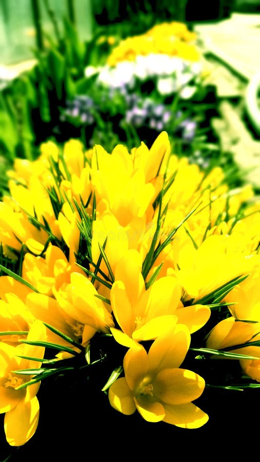 Achtergrond Uw Telefoon De Bloemen Van De Lente Van De Krokus De  Seizoenenlente, De Zomer Stock Foto - Image Of Kers, Doos: 146181746