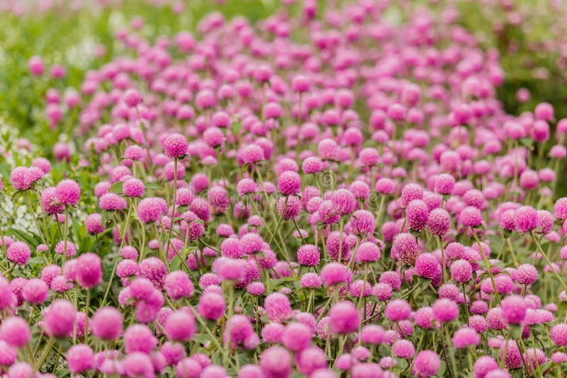 Achtergrond van Gebied van de Purpere Bloemen van de Bolamarant stock foto's Achtergrond van Gebied van de Purpere Bloemen van de Bolamarant stock foto's