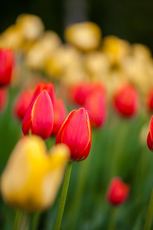 Achtergrond van rode en gele tulpen stock fotografie Achtergrond van rode en gele tulpen stock fotografie