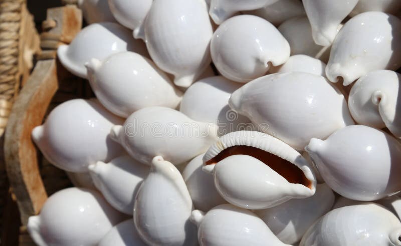 Achtergrond van shells in manden voor verkoop bij een herinneringswinkel stock foto's Achtergrond van shells in manden voor verkoop bij een herinneringswinkel stock foto's