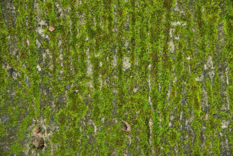 Achtergronden en texturen stock afbeeldingen